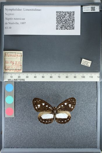 Media type: image;   Entomology 162873